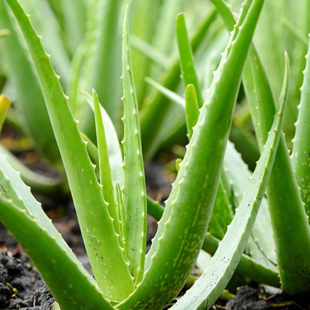 aloe-vera-gel-4fl-oz-carriers-aromatics-international-996794